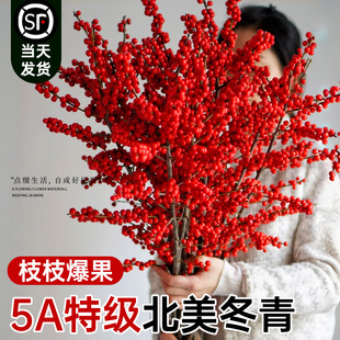 北美冬青红果真花鲜切花年宵花客厅旺宅水培鲜花切枝盆栽鲜枝银柳