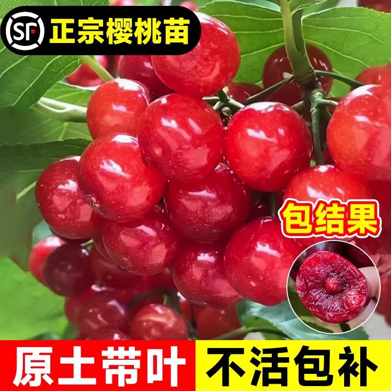 樱桃树果苗大樱桃苗南北方红妃车厘子嫁接果树苗盆栽种植庭院耐寒,鲜花速递/花卉仿真/绿植园艺,果树,淘宝优惠券,粉丝福利购,淘宝优惠卷