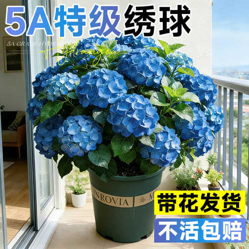 【带花发货】绣球花盆栽不活包赔