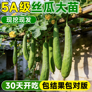 肉丝瓜苗秧高产四季 特大号长香棱角丝瓜苗阳台种植 蔬菜苗带土当季