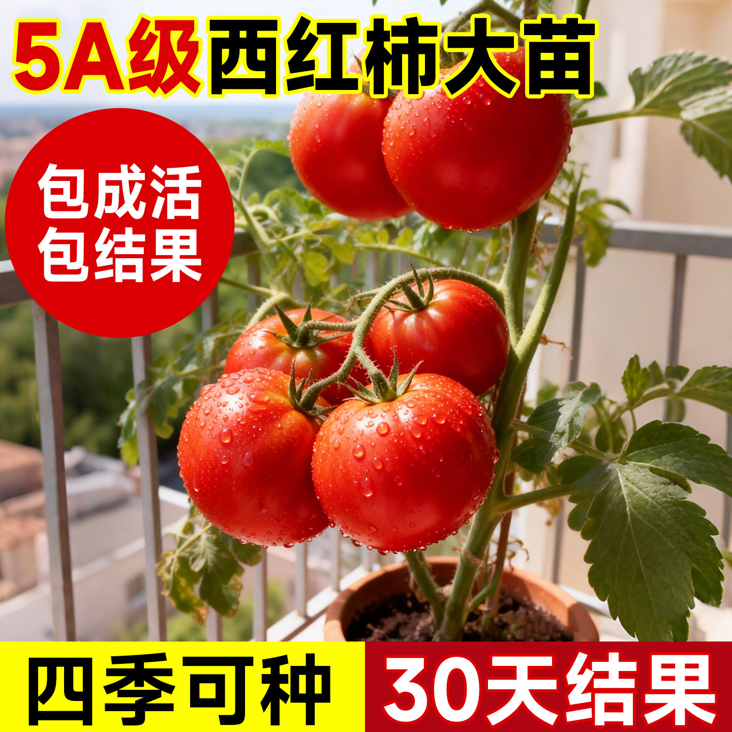 大西红柿普罗旺斯沙瓤番茄秧苗蔬菜苗四季水果苗大全阳台老品种