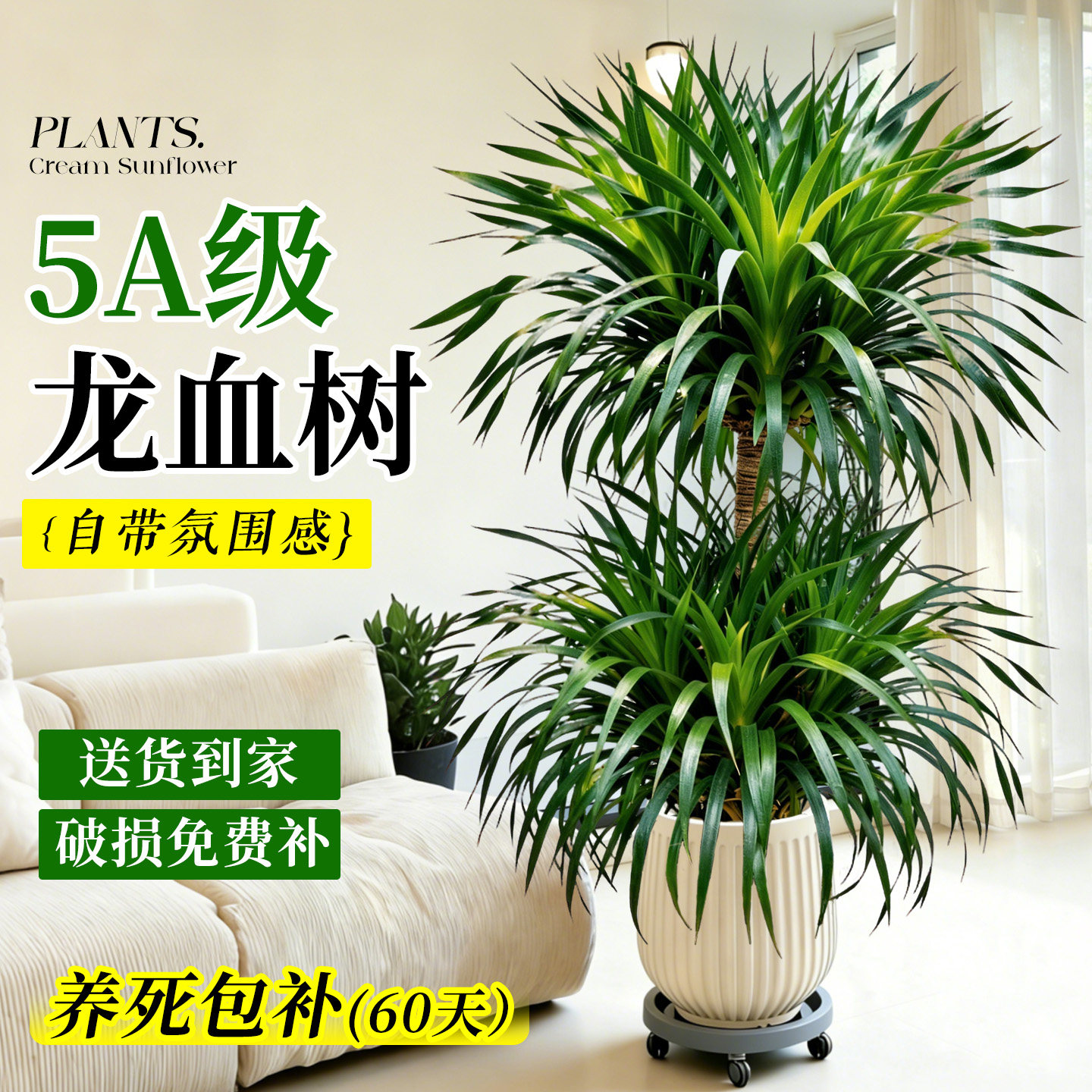 大型龙血树客厅绿植室内高级感龙须树树苗多头老桩植物大盆栽盆景