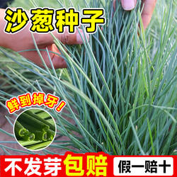 沙葱种子根苗新鲜内蒙古韭野生蔬菜种籽小香胡葱阳台庭院四季种植