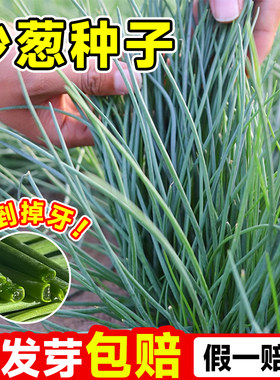 沙葱种子根苗新鲜内蒙古韭野生蔬菜种籽小香胡葱阳台庭院四季种植