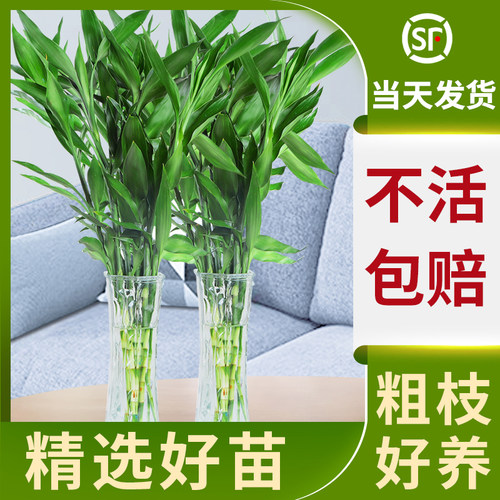 富贵竹水培植物转运客厅招财