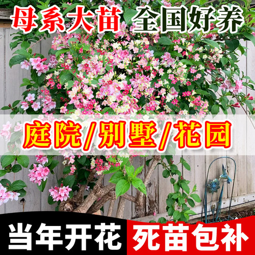【当年开花】五彩锦带花树苗大苗