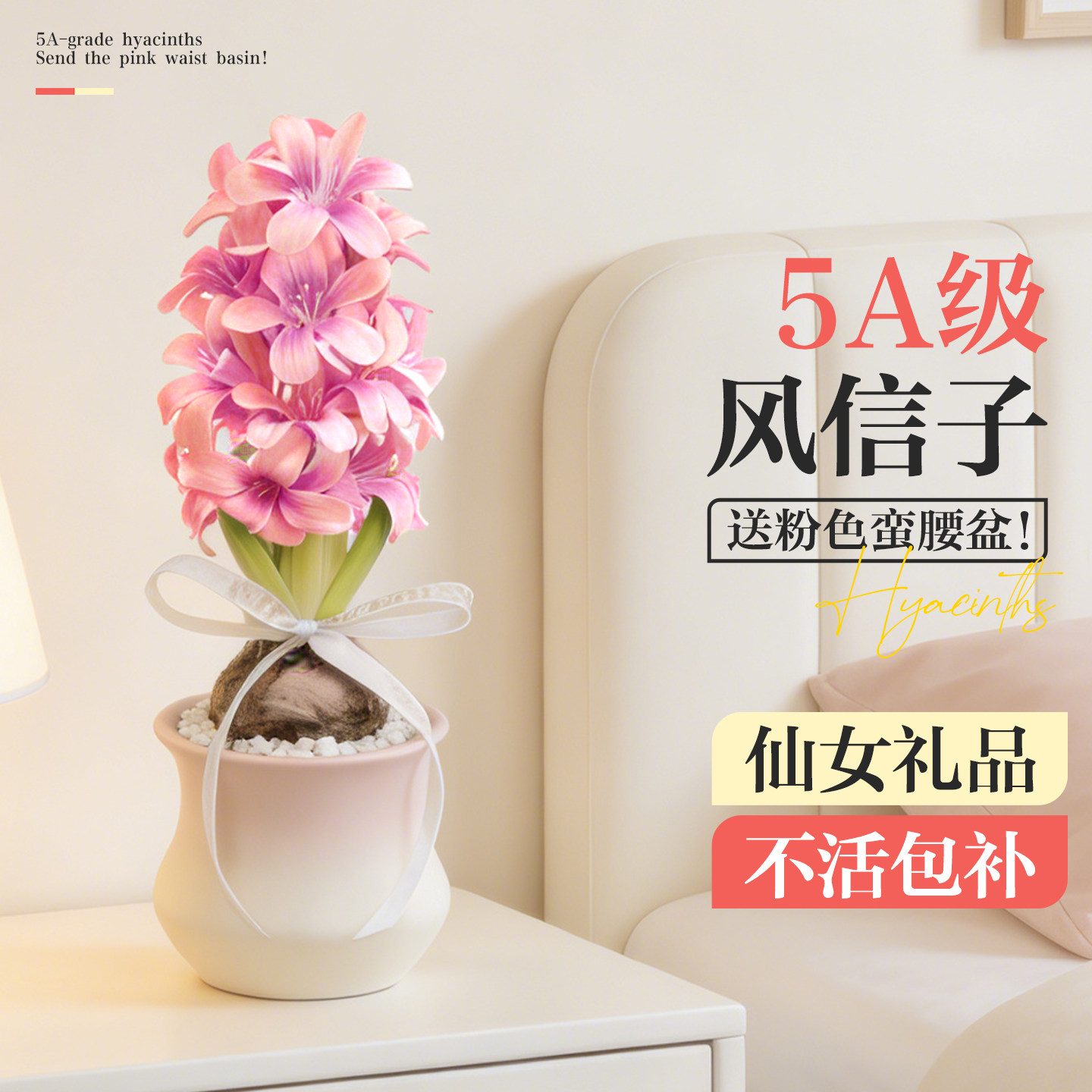 风信子种球盆栽水培带花苞桌面绿植小盆栽送礼女生ins风室内植物