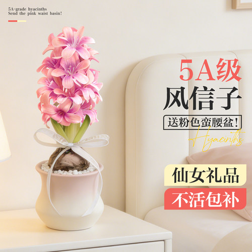 5A风信子种球精美盆器不活包补