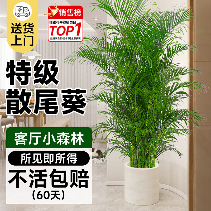 【特级品质】散尾葵盆栽大型绿植