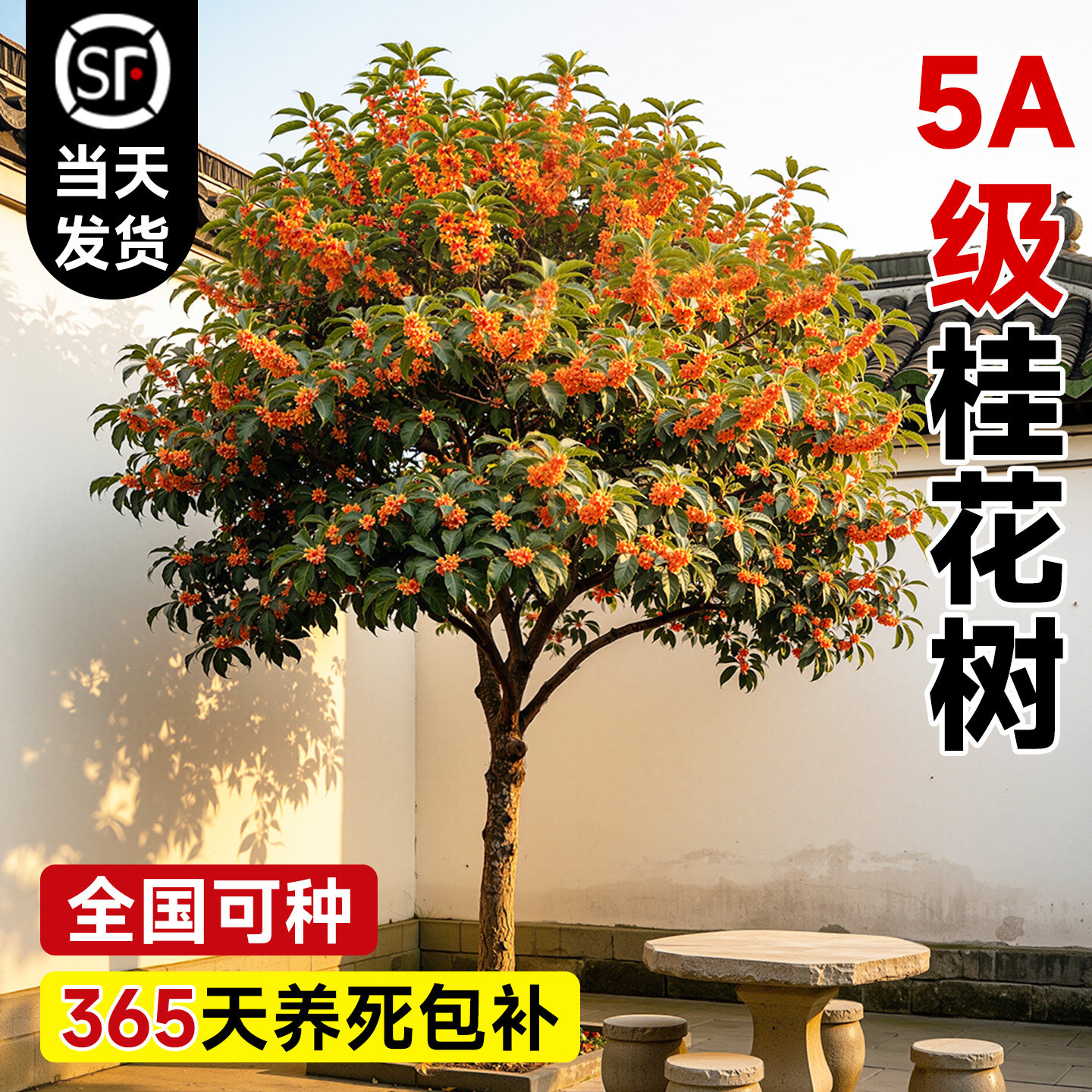 丹桂桂花树苗四季开花庭院地栽北方耐寒正宗金桂大树老桩盆栽八月