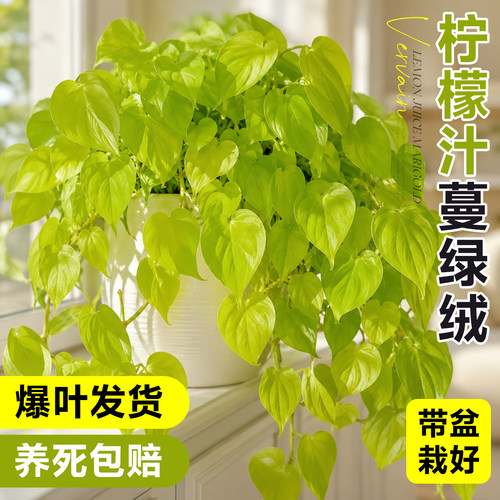 柠檬汁蔓绿绒室内爬藤垂吊