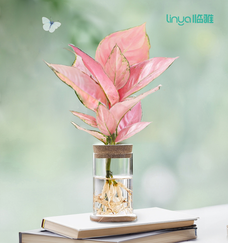 水培吉利红懒人绿植四季好养