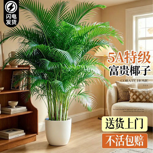 【特级富贵椰子】新家第一棵绿植