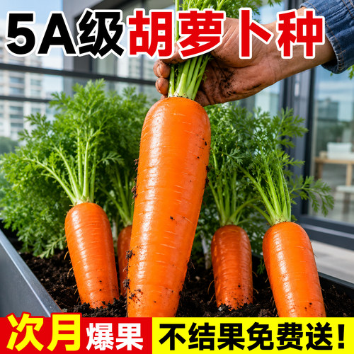 【包成活！包结果！】胡萝卜种子