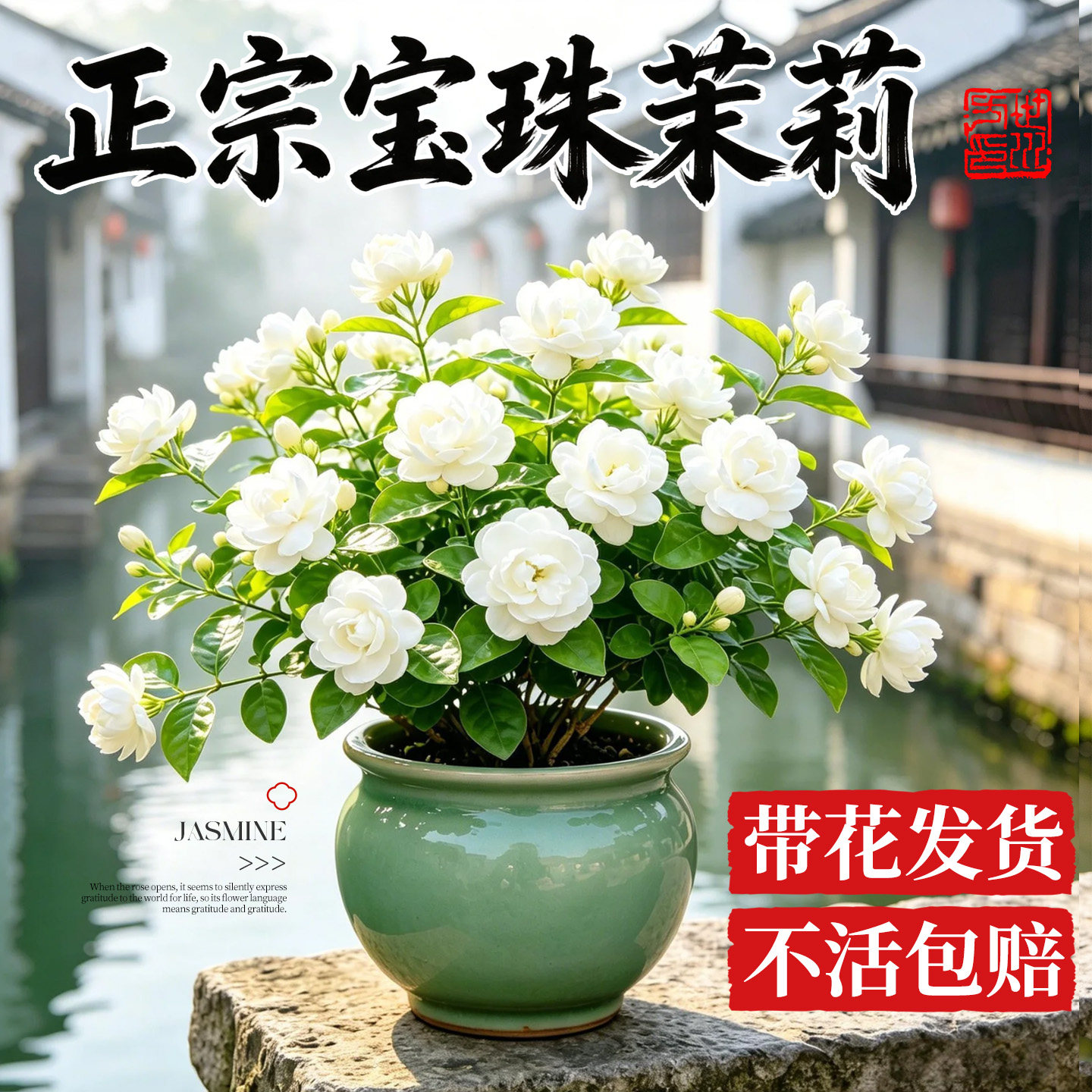 带花发货宝珠茉莉盆栽不活包赔图片