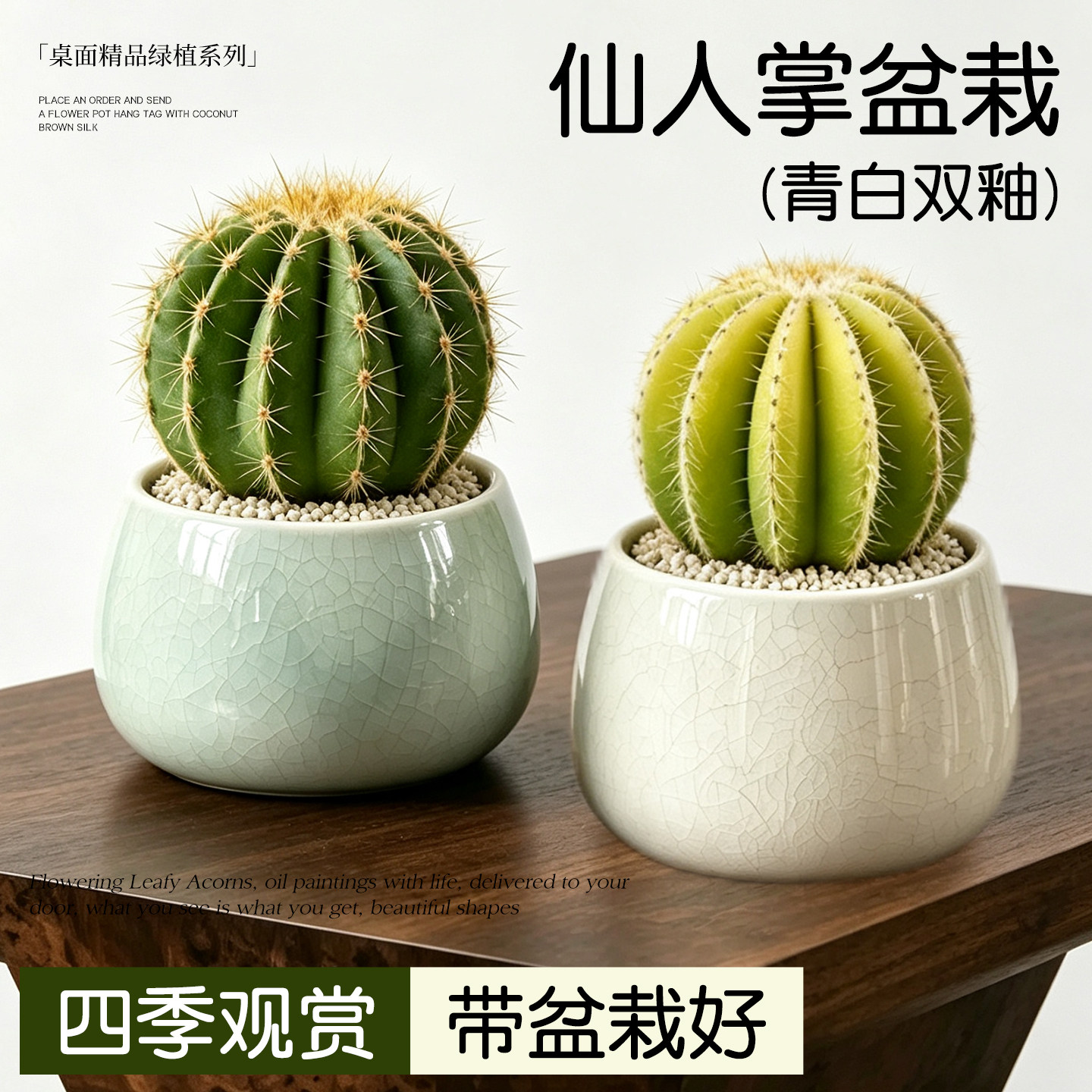 仙人掌盆栽多肉植物室内阳台大颗好养仙人球精品大全新手绿植盆景图片