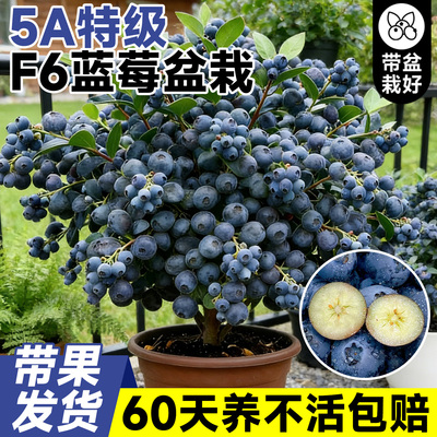 【带果发货】5A特级F6蓝莓特大苗