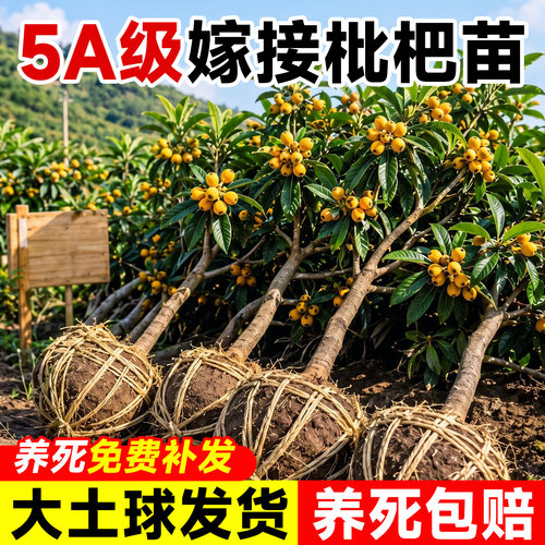 【大土球发货】养不活直接赔