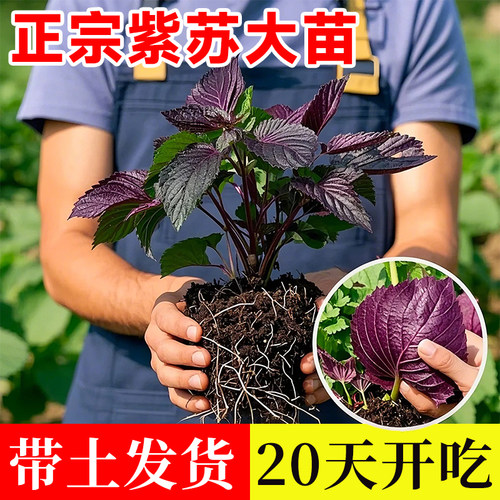 紫苏苗食用双面老品种带土大叶阳台种植蔬菜秧苗盆栽植物室内好养