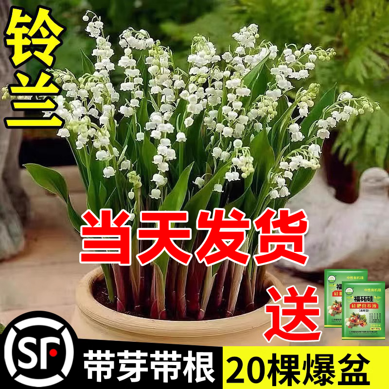 铃兰花苗盆栽耐寒植物带花苞种球四季开室内外好养花卉绿植玲 鲜花速递/花卉仿真/绿植园艺 时令草本花卉 原图主图