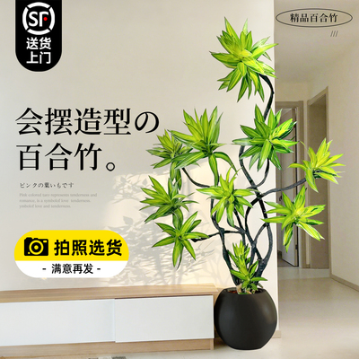 A+级百合竹大盆栽【拍照选货】