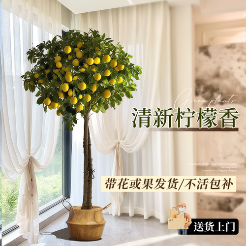 香水柠檬树盆栽带果四季可食用