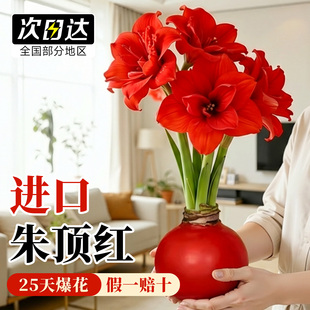 朱顶红进口重瓣种球带花苞蜡封特大种球室内花卉盆栽年宵花送礼物