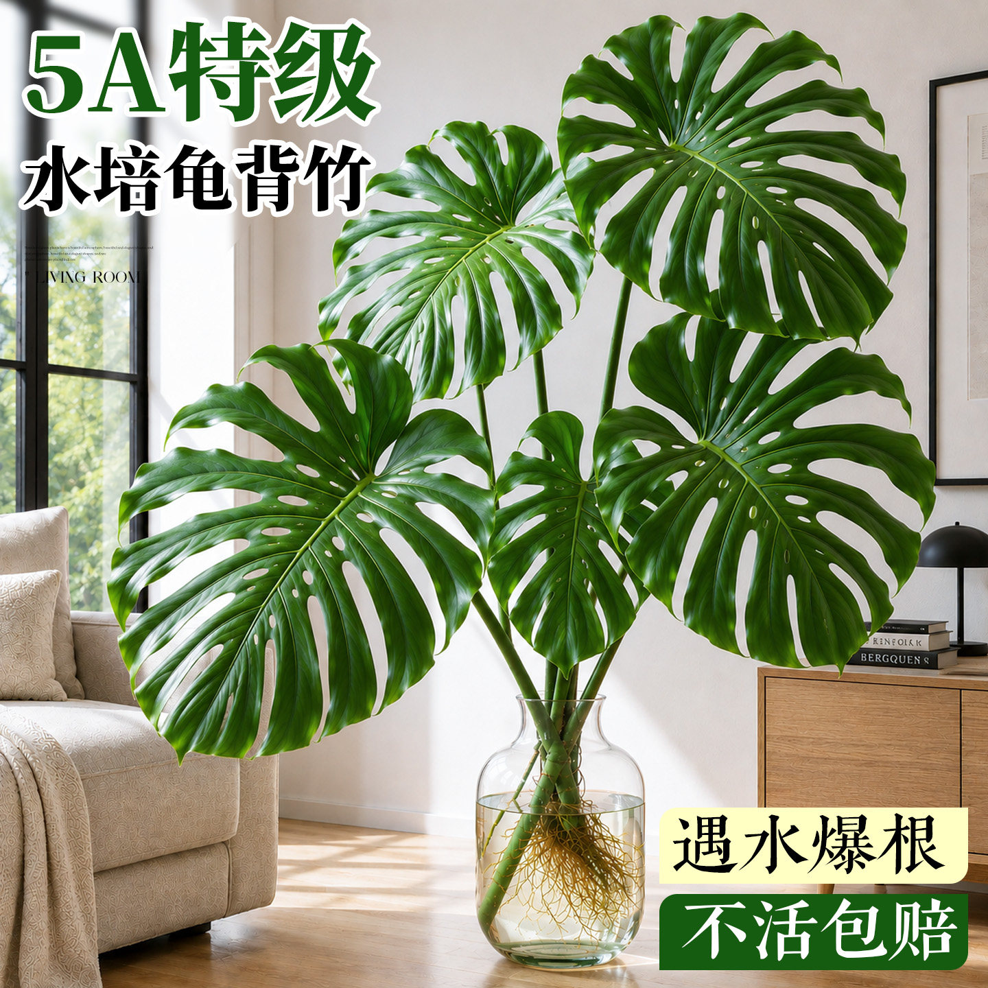 5A级水培龟背竹开背大叶不活包赔图片