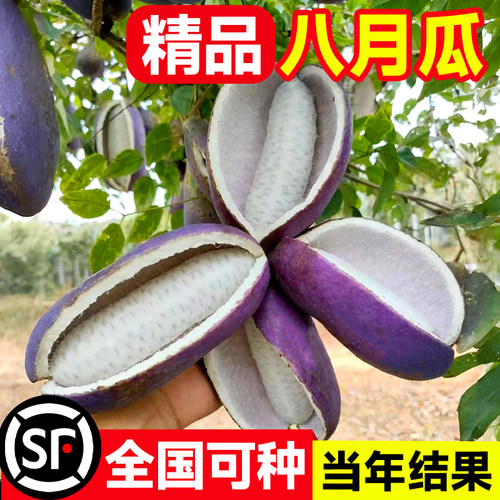 八月瓜树苗大苗庭院四季南方种植