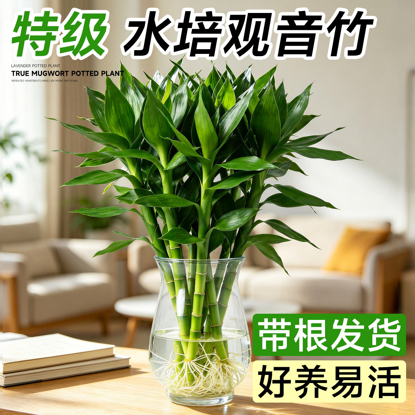 观音竹富贵竹水培植物带根绿植花卉室内盆栽转运竹子水养植物好养