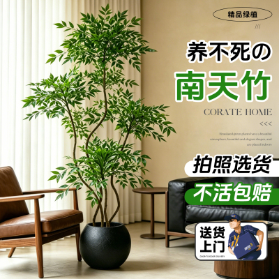 南天竹真树大型落地盆栽高端