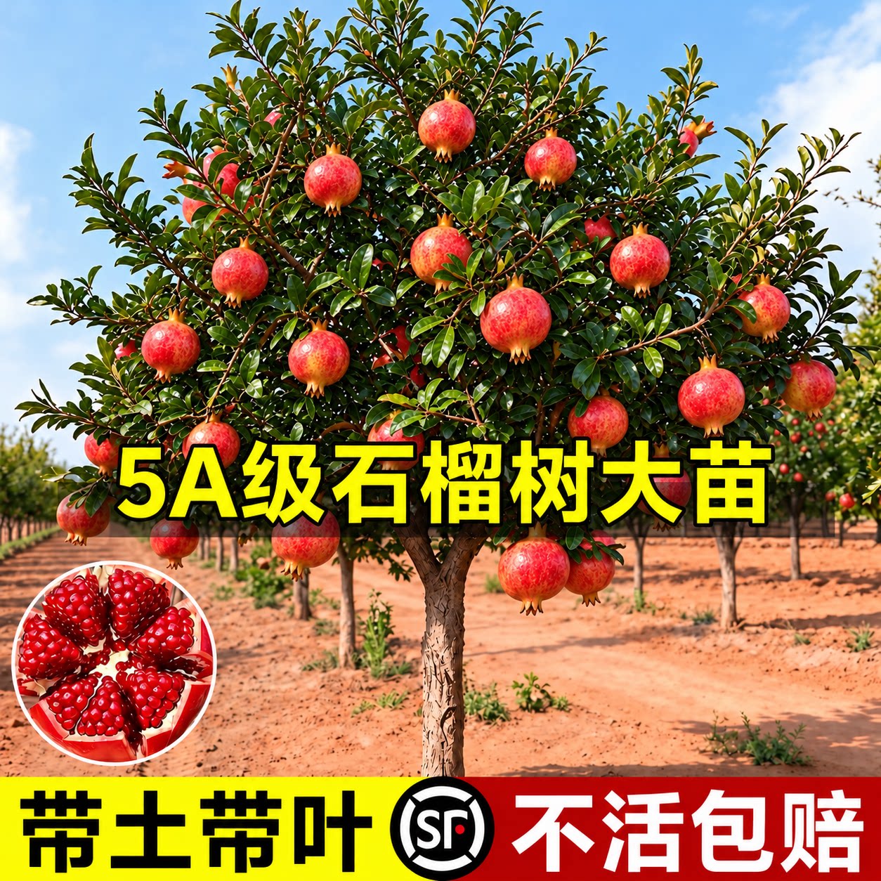 石榴树苗突尼斯无籽果树果苗矮化盆栽老桩庭院超大号南方北方耐寒