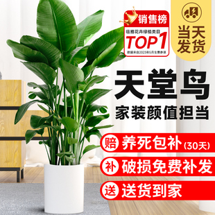 天堂鸟盆栽室内客厅高级感大型绿植办公室大叶植物高端鹤望兰新房