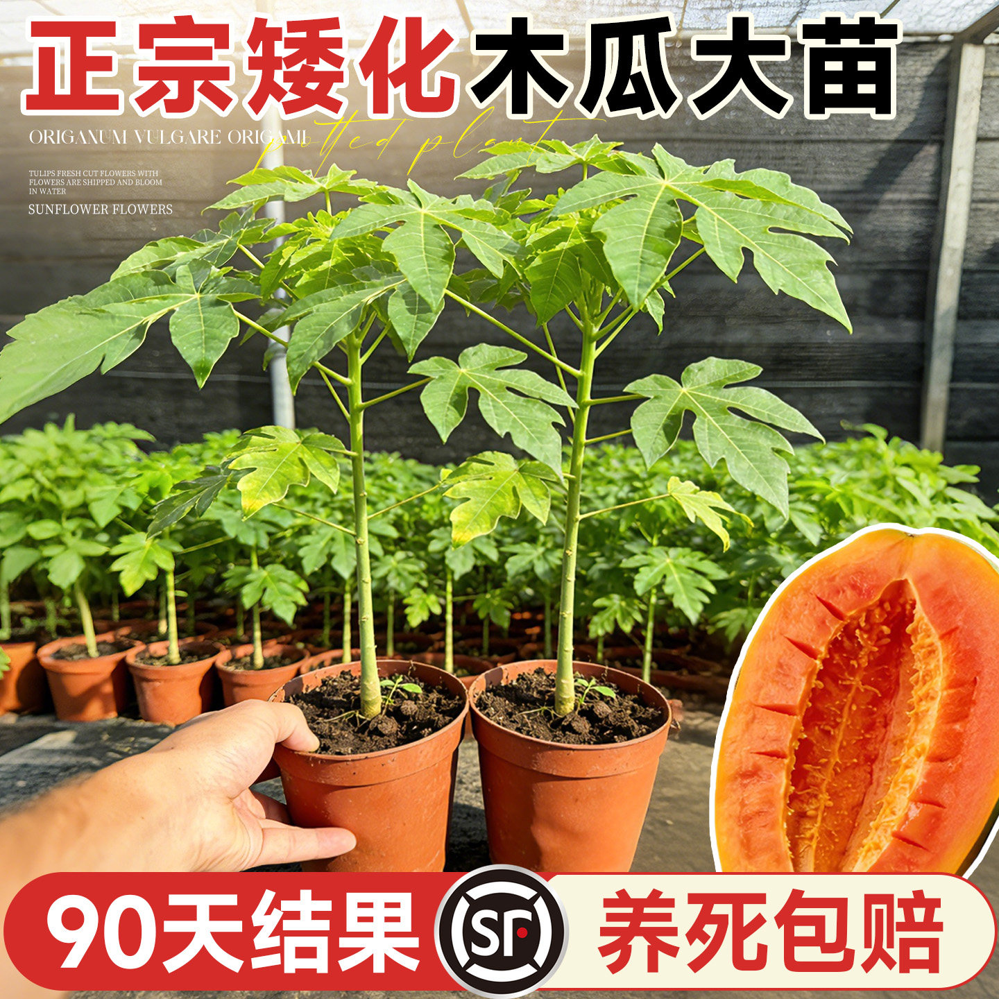 四季红心木瓜苗全国可种甜到掉牙图片