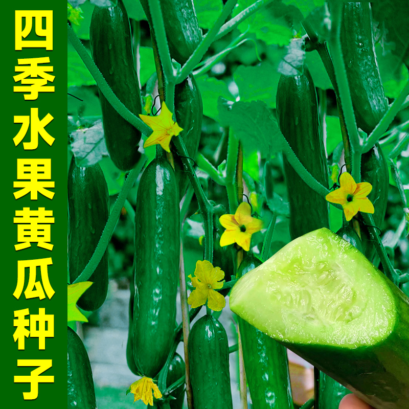 水果黄瓜种籽阳台黄瓜种孑庭院蔬菜种子秋冬播四季种植老青瓜盆栽