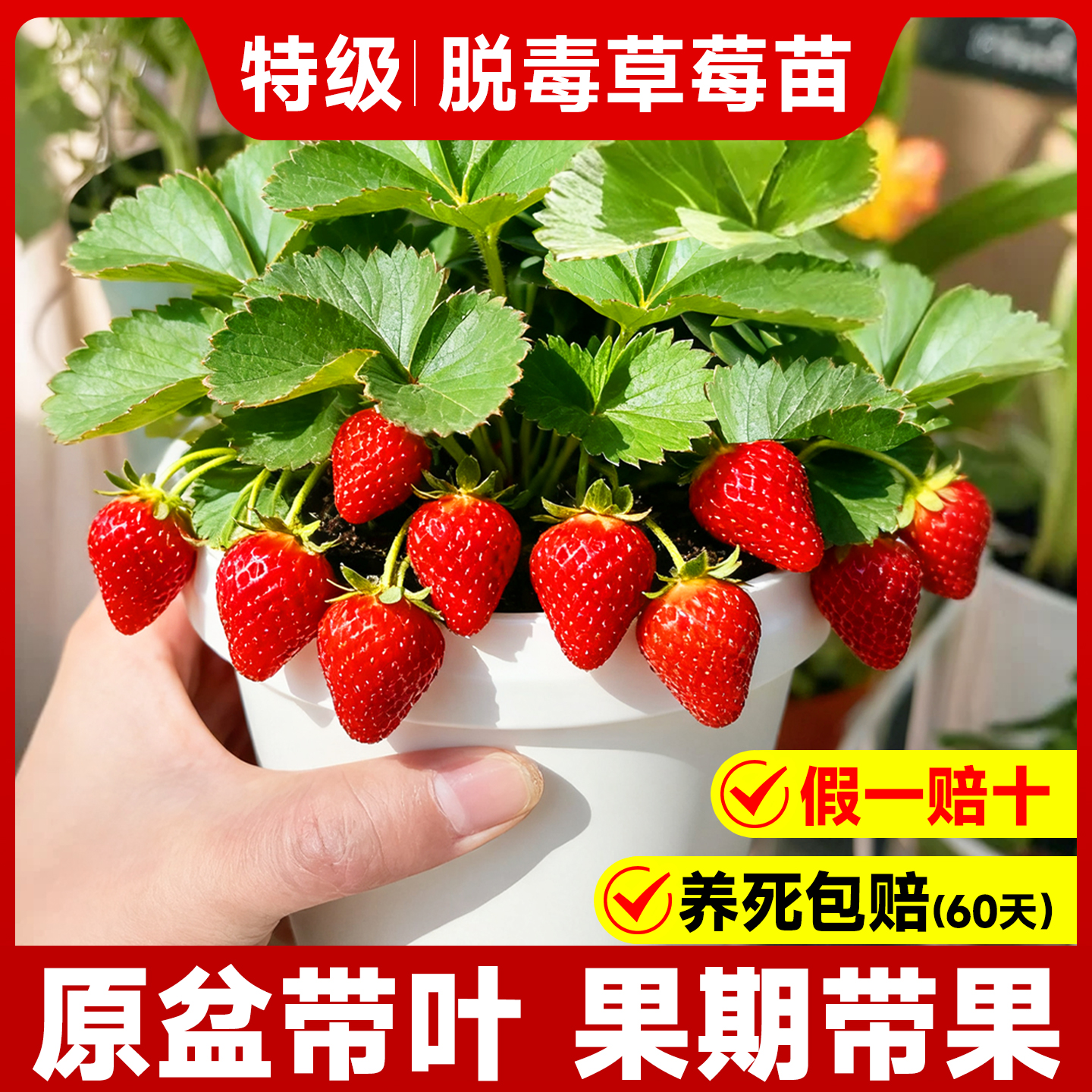 【特级草莓苗】包成活对版至结果