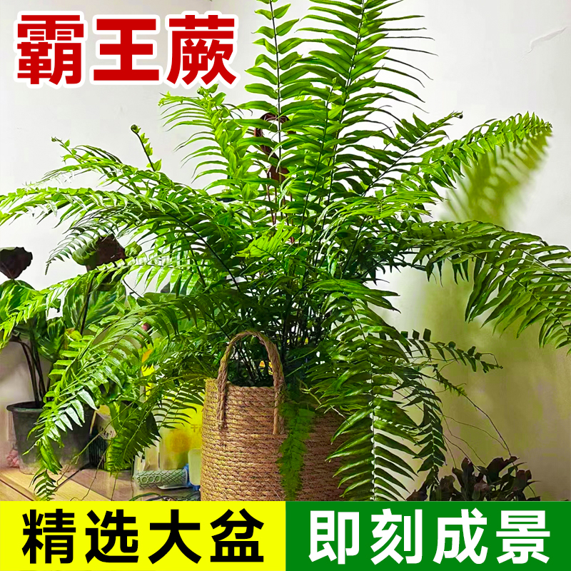 霸王蕨类植物盆栽垂吊盆悬挂式波士顿蕨肾蕨室内造景阳台客厅绿植