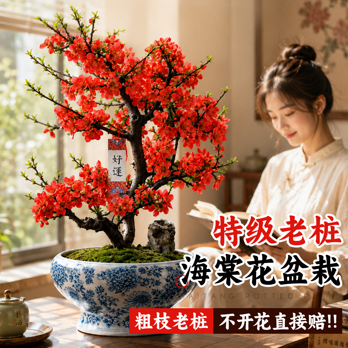 四季海棠花盆栽重瓣垂丝长寿冠绿植老桩开花室内客厅植物花卉好养