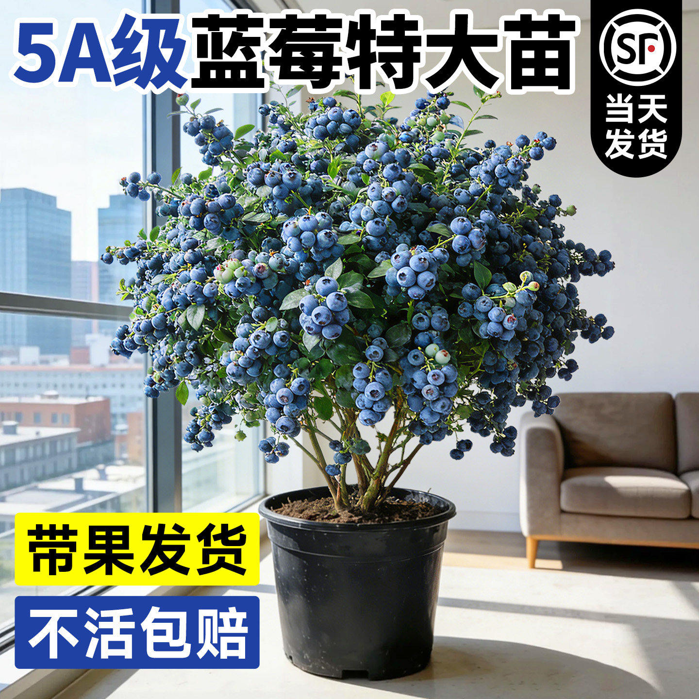 蓝莓树果苗盆栽带大果云南l25花香蓝莓车厘子四季绿植室内结果