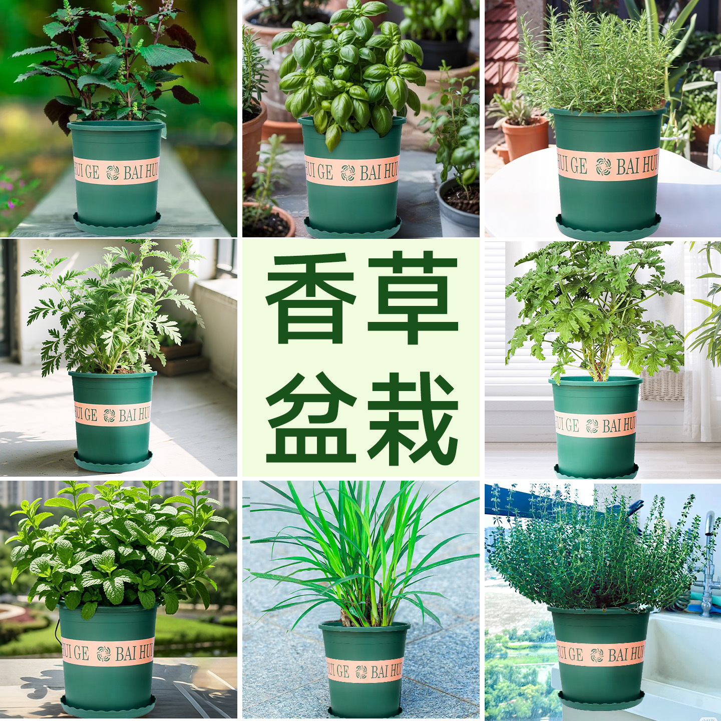 超新鲜可食用香草盆栽