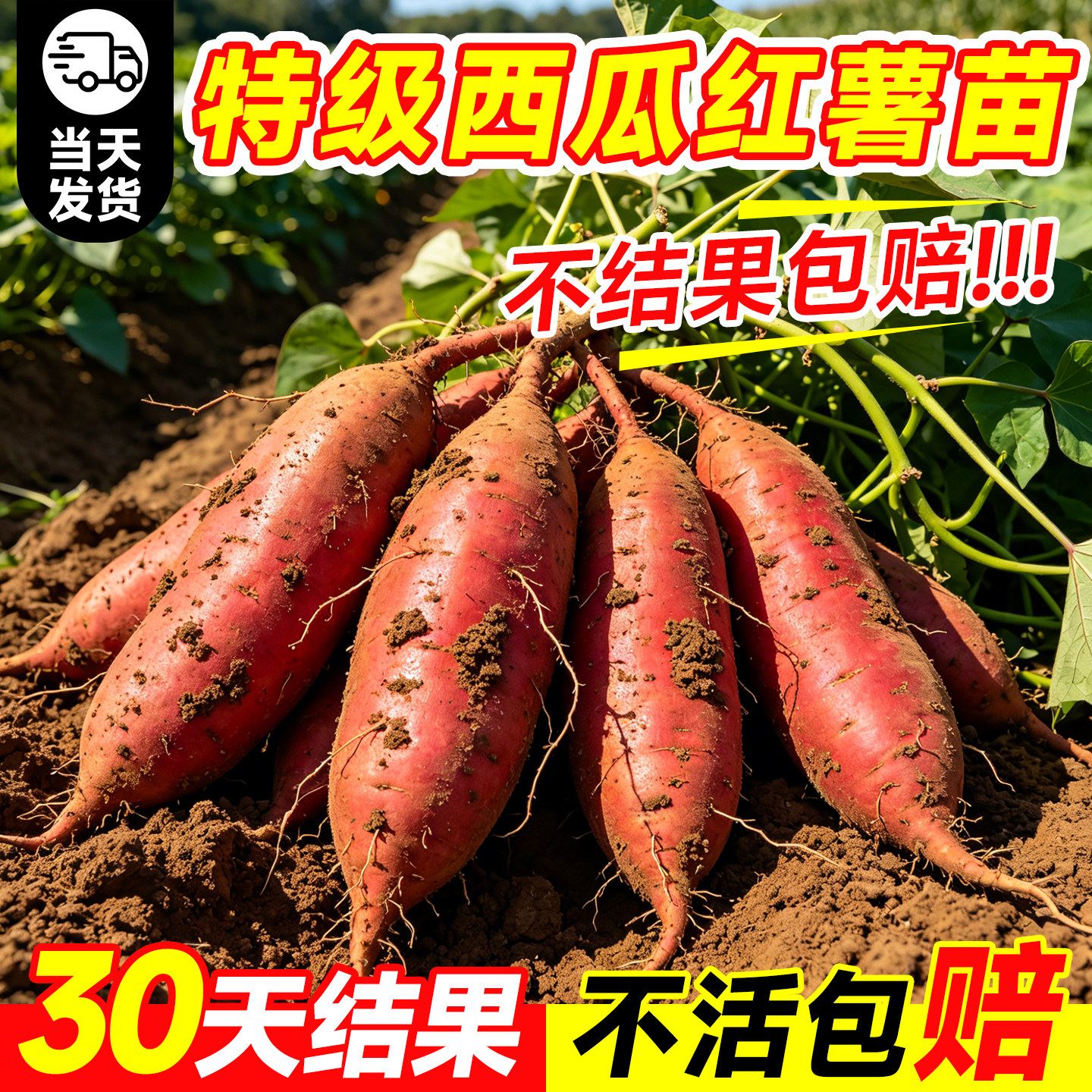 正宗西瓜红红薯苗秧烟薯25板栗紫薯蜜薯糖心地瓜苗本地农科院蔬菜