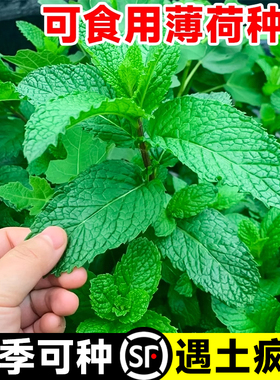 可食用薄荷种籽子盆栽猫薄荷种子阳台植物蔬菜种孑四季种植花种子