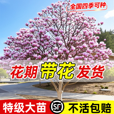 【包活一年】玉兰花超大树苗