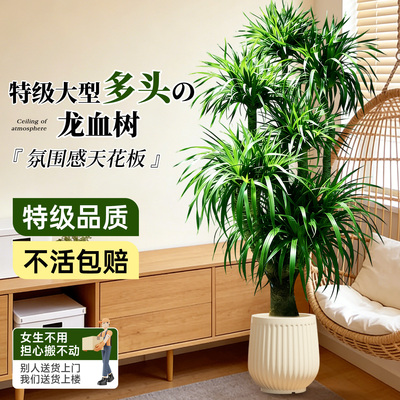 龙血树大型多头室内盆栽四季好养