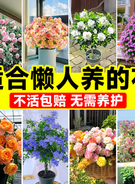 懒人适合养的花庭院四季植物阳台月季绿植室内盆栽太阳花卉三角梅