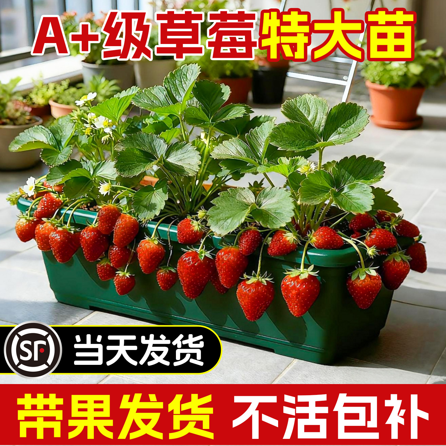 【带果发货】带果草莓大苗
