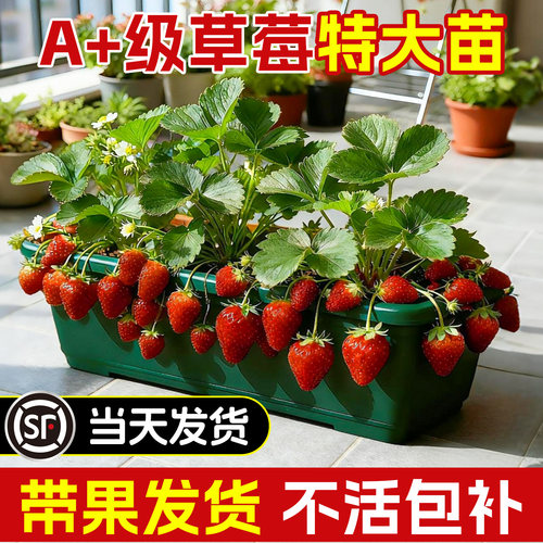 【带果发货】带果草莓大苗
