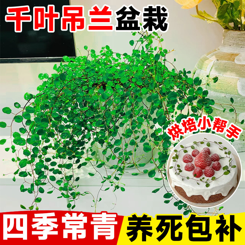 千叶吊兰盆栽烘焙蛋糕装饰绿植餐桌摆放室内好养垂吊植物四季常青图片