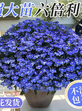 六倍利盆栽花卉绿植半边莲草花室内阳台庭院耐寒植物四季好养易活