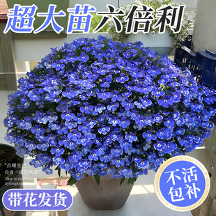 六倍利盆栽花卉绿植半边莲草花室内阳台庭院耐寒植物四季好养易活
